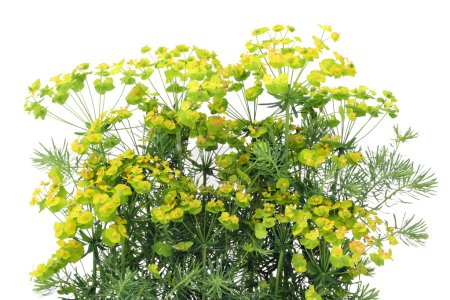 Décoratif "Euphorbia" fond 