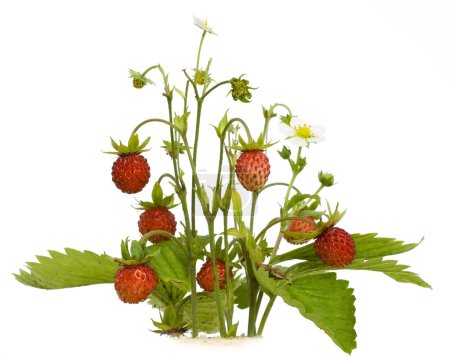 Bois isolé fraise sauvage 