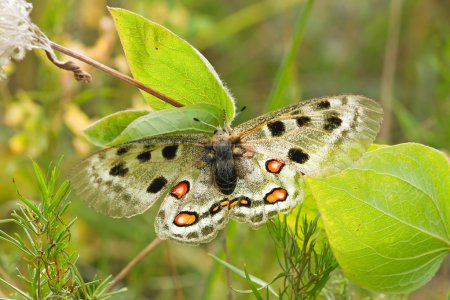Nomion papillon 