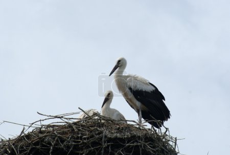 Cigogne
