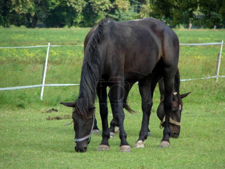 Pâturage des chevaux 