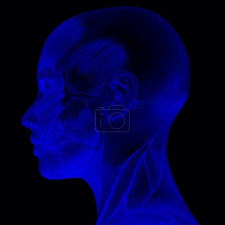 Anatomie féminine 