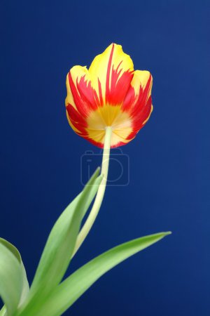 Tulpe