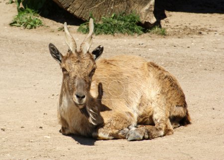 Bélier