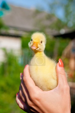 Petite poulette 