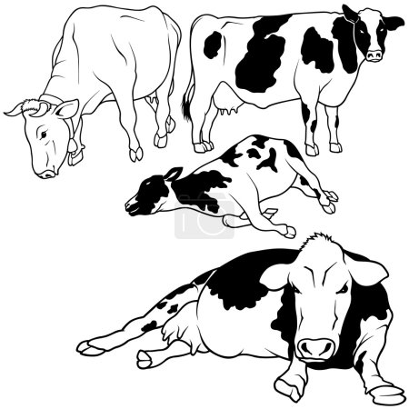 Collecte de vaches 