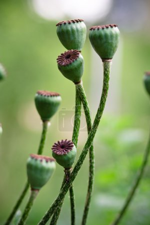 Détail de fleur de pavot avec fond coloré