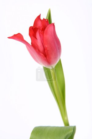Tulipe rouge 
