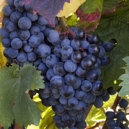 Raisins bleus doux 