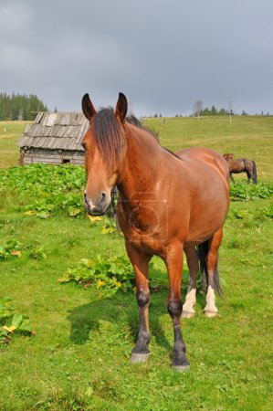 Cheval sur une colline .