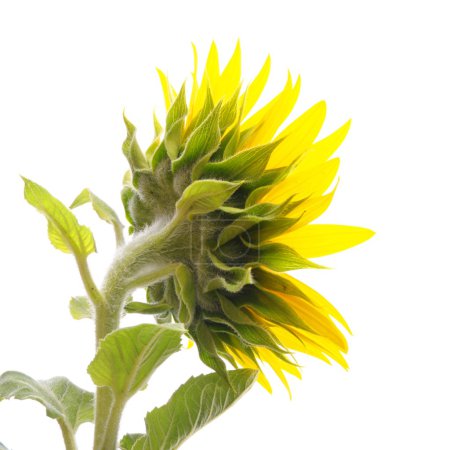 Tournesol