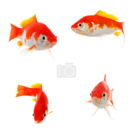 Poisson rouge 
