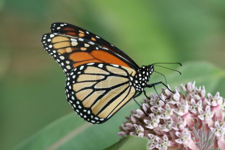 Papillon monarque 