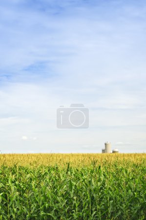 Champ de maïs avec silos 