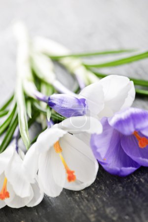 Fleurs de crocus de printemps