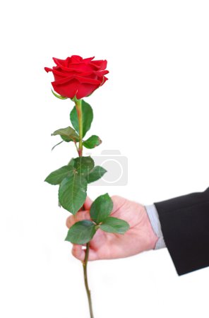 Main d'homme tenant une rose rouge sur fond blanc 