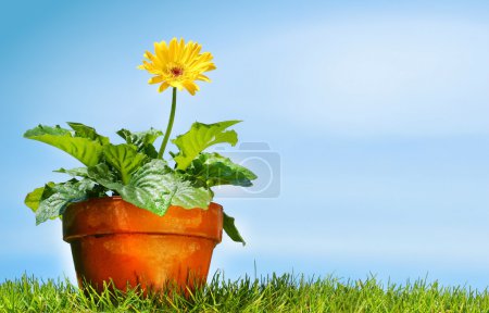 Pot de fleurs sur l'herbe 