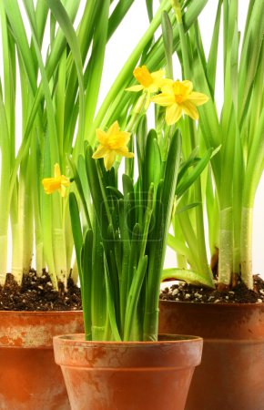 Trois pots de jonquilles sur blanc 