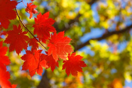 Contrastes d'automne 