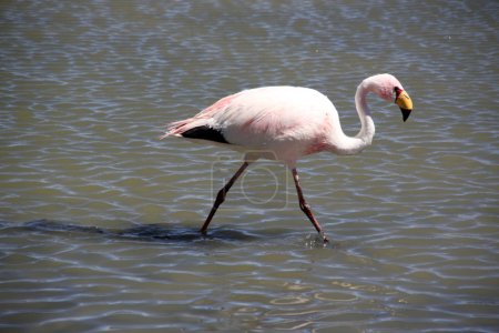 Flamant rose 