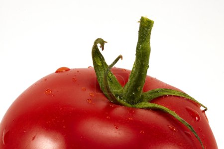 Tomate gros plan 