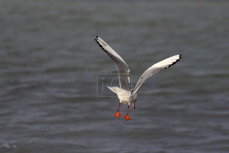 Mouette - Palma de Majorque 