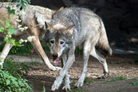 Loups 
