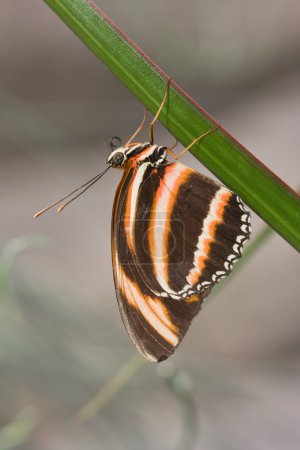 Dryadula phaetusa