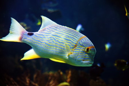 Poisson doré 