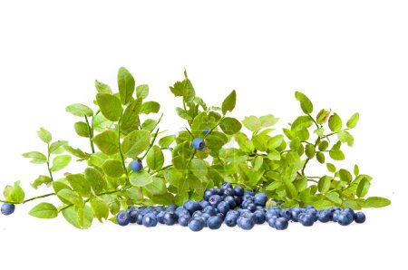Les myrtilles et la branche d'un myrtille 