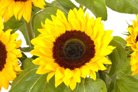 Tournesols